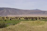 Gruppenreise Tansania & Kenia - Ngorongoro Krater & Sansibar Trek - Camping- oder Lodgesafari